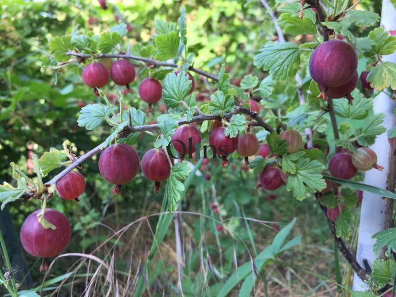 Red berries glistening in the gardens of Nitra, surrounded by green leaves and grass.