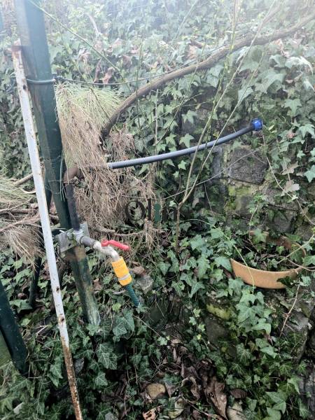 Nitra, Gardens: Garden hose and water faucet in an overgrown environment.