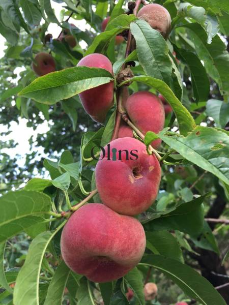 A tree in the gardens of Nitra with ripe flat peaches on the branches.