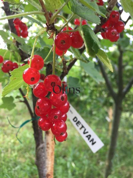 Red currants on a tree in the gardens in Nitra with a label 