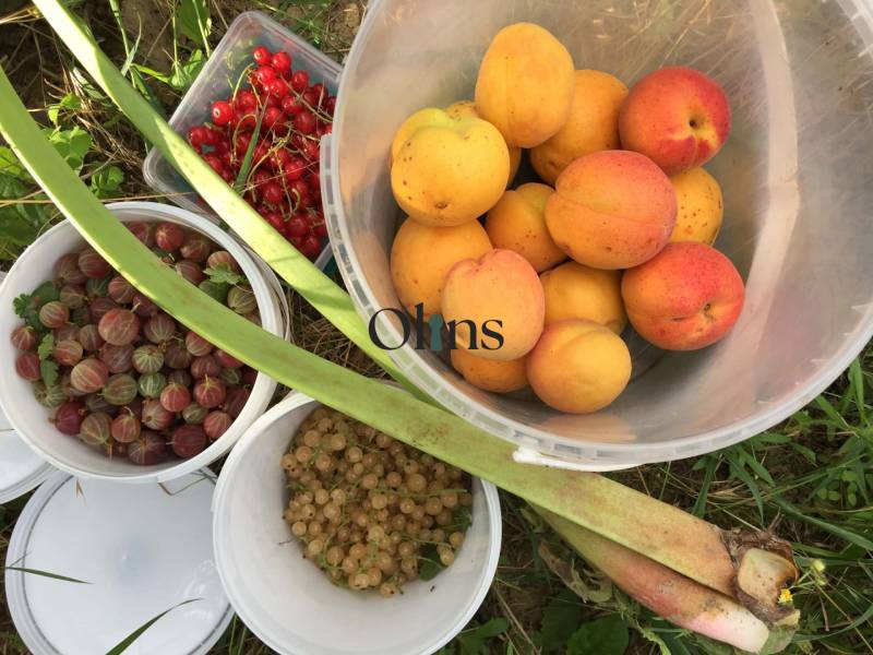 Fresh fruits from gardens in Nitra: apricots, gooseberries, currants, and rhubarb.