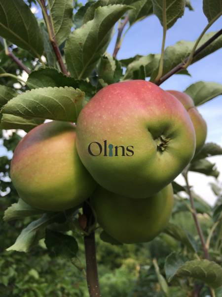 Ripe apples on the tree in the Gardens near Nitra under the blue sky.