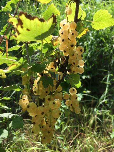 White currants in the sunny gardens in Nitra, surrounded by greenery and leaves.