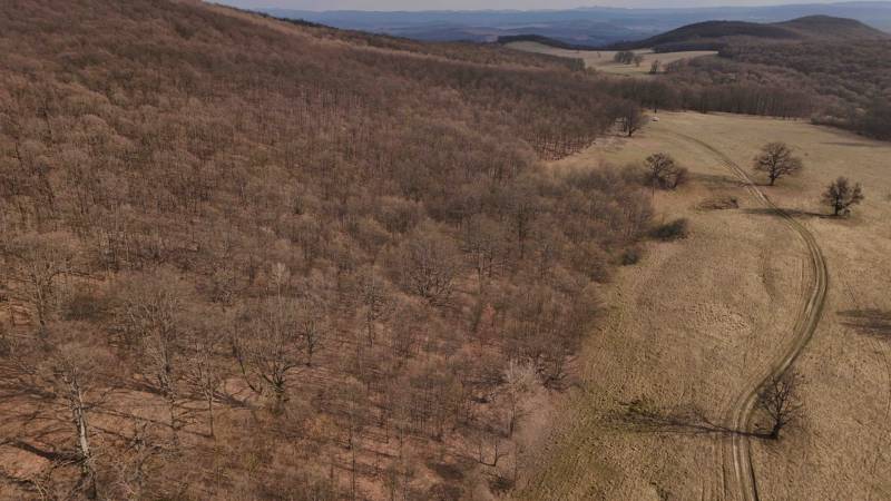 Forest lands around Príbelce with a dirt road and a deciduous forest on the slope.