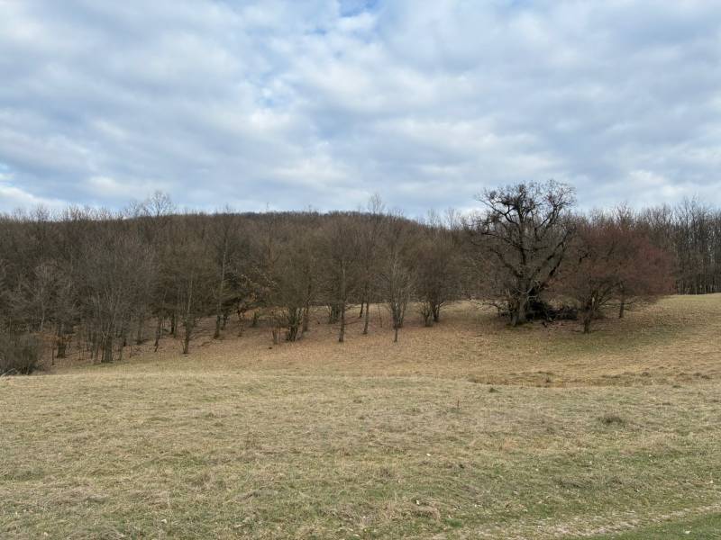 Agricultural and forest lands in Príbelce with deciduous trees and a cloudy sky.