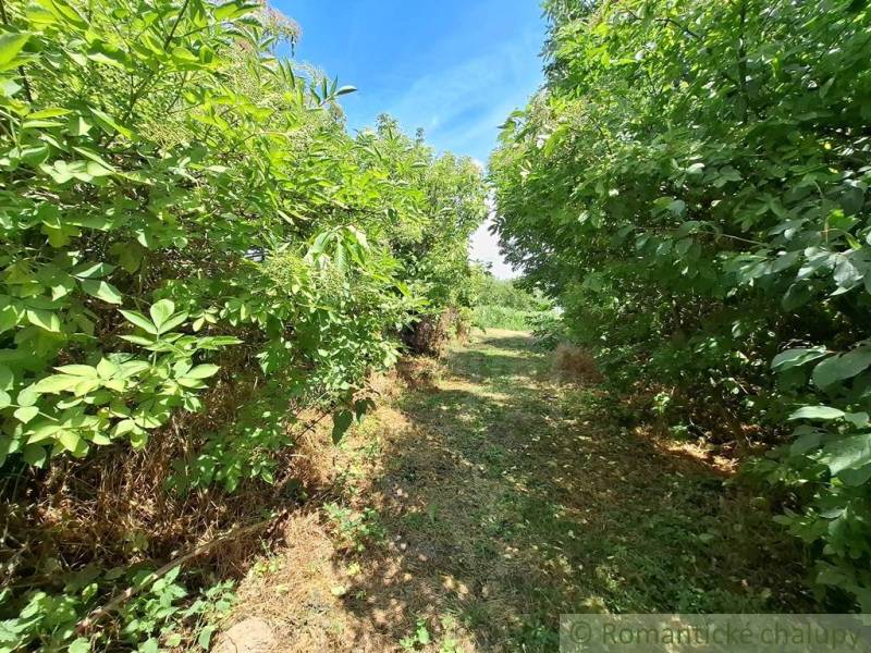 A natural path lined with dense green vegetation in the Gardens in Kamenný Most.