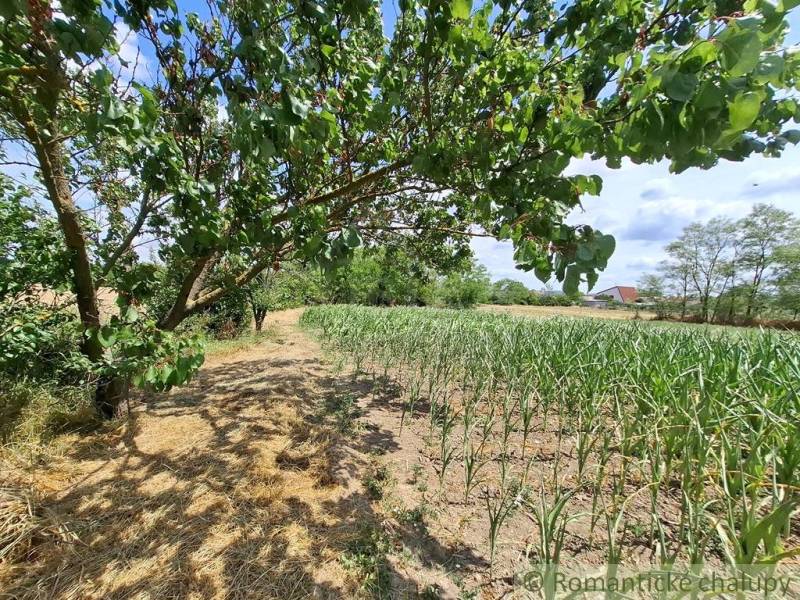 An orchard and vegetable garden in Kamenný Most with a deciduous tree and a field.