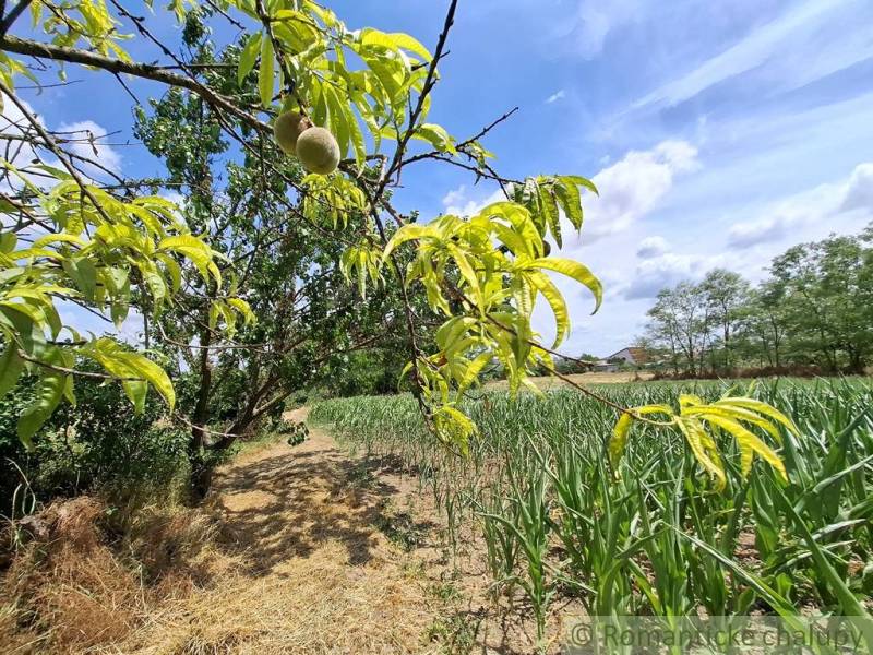 A fruit tree and a field in the garden of the Stone Bridge under the blue sky.