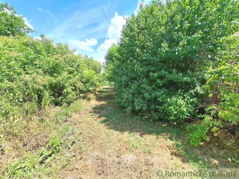 A forest path between lush greenery and blue sky in the gardens of Kamenný Most.