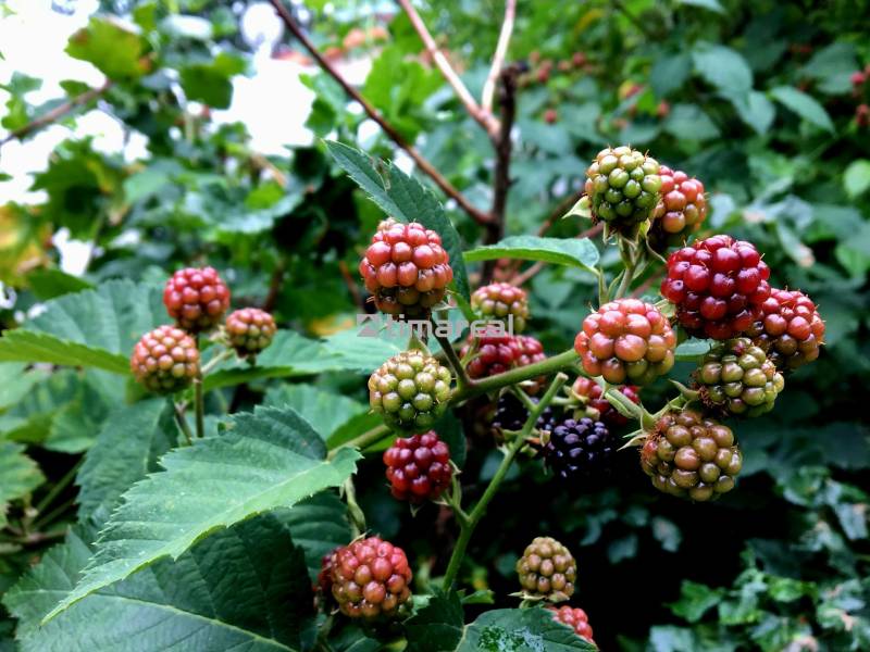 Ripe and unripe blackberries in the garden of a family house near Bohdanovce nad Trnavou, surrounded by leaves.