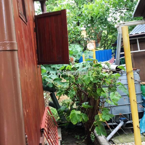 A family house in Bohdanovce nad Trnavou with a wooden wall and dense vegetation in the garden.