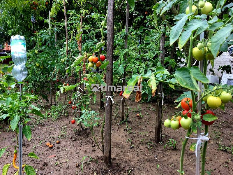 A garden in Bohdanovce nad Trnavou with tomatoes and peppers by the family house.