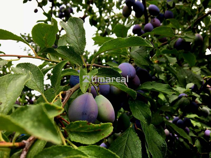 A tree with ripening plums in the garden of a family house in Bohdanovce nad Trnavou.
