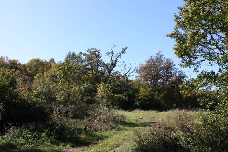 A forest road on agricultural and forest land in Zlatníky surrounded by trees and grass.