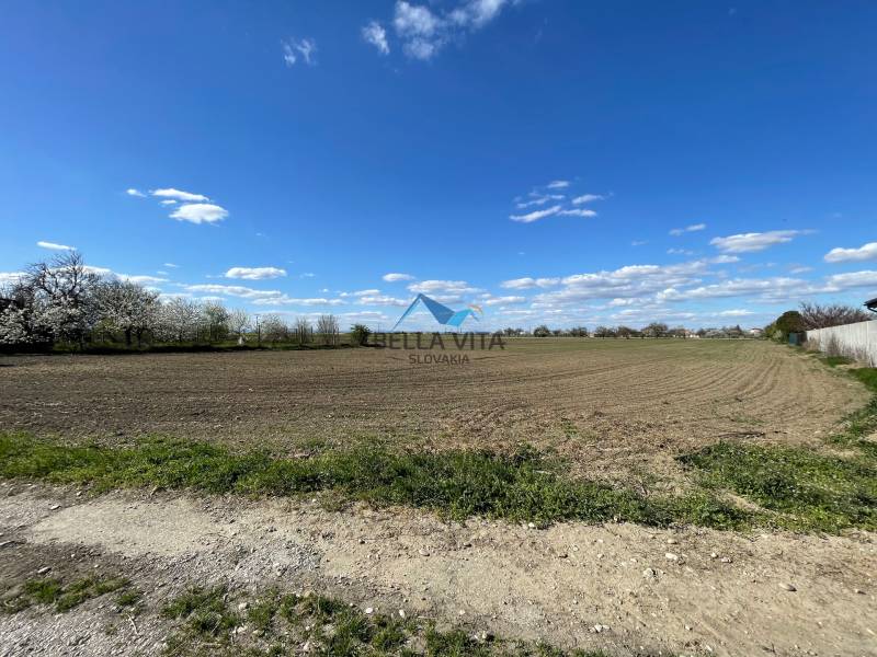 A vast field surrounded by blooming trees on Košútska Street in the Košúty gardens.