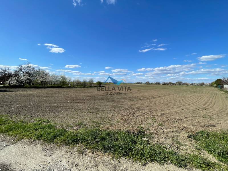 A plain with a field and blooming trees on Košútska Street in Košúty, Záhrady.