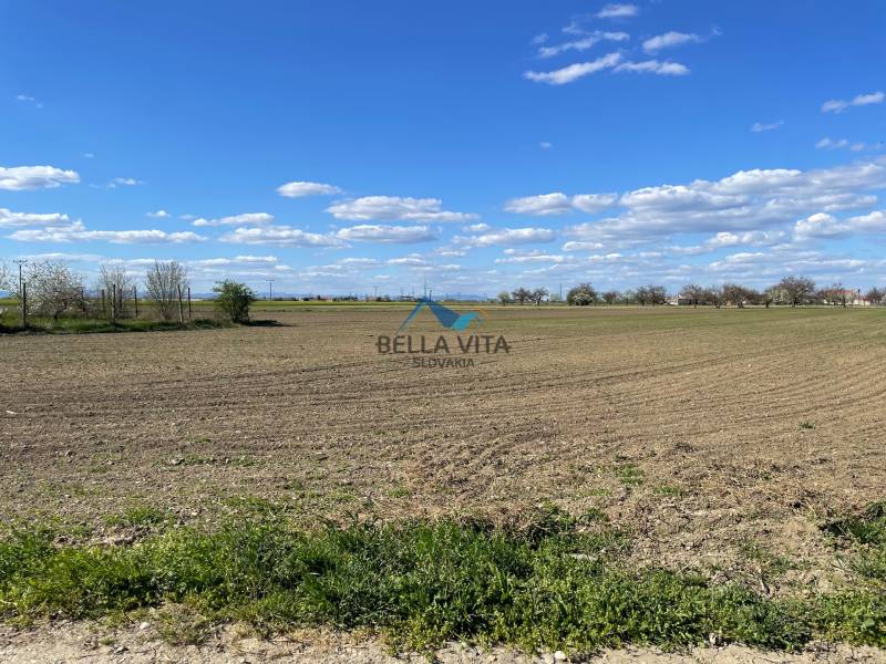 A vast field on Košútska Street in Košúty under a blue sky with trees on the horizon.