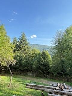 In Horná Mariková near the cottage, there are forest trees and grass under the blue sky.