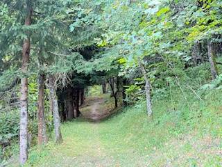 Forest road in Horná Mariková leading through dense tree cover.