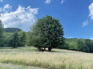 Meadow and trees around the cottage in Horná Mariková under the blue sky.