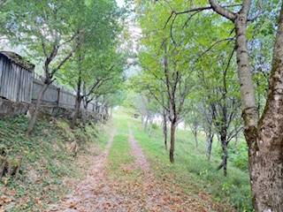 A forest path leads to a cottage in Horná Mariková, lined with trees and a fence.