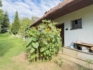 A family house in Krivosúd-Bodovka surrounded by sunflowers and a lawn on Krivosúd-Bodovka street.
