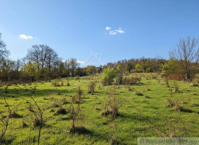 A fresh meadow with sparse trees on residential plots in Krupina.
