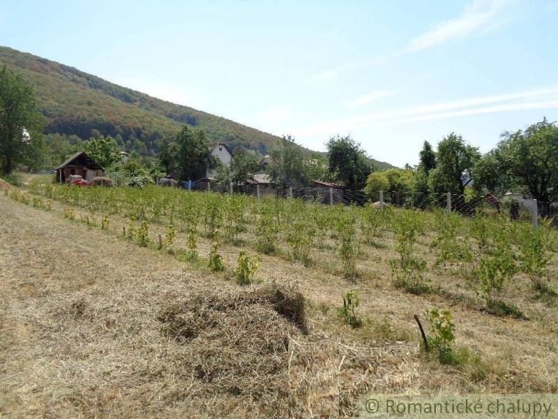 Hilly landscape with vineyards and a family house in Šiatorská Bukovinka.