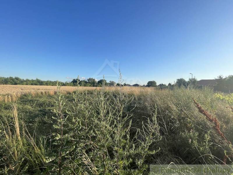 Gardens in Jatov with tall grass under a blue sky and a field in the background.