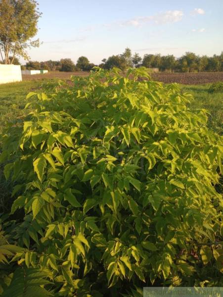 A garden plot with lush bushes and fields around a family house in Jatov.