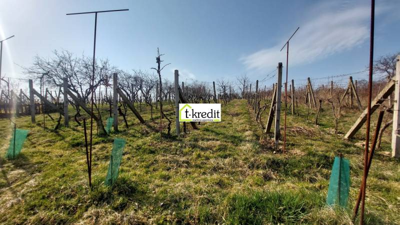 Vineyards in Zlaté Moravce with rows of vines under a blue sky.