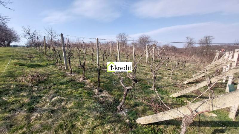 Vineyard in Zlaté Moravce with grapevines under a blue sky and trees in the background.