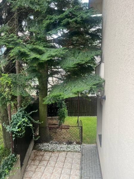 The garden of a family house on Mozart Street in Bratislava - Staré Mesto with paving and conifers.