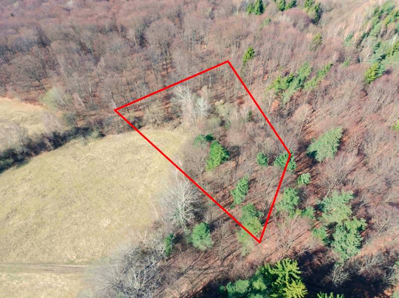 Forest lands in Lysá pod Makytou with clearly marked parcel.