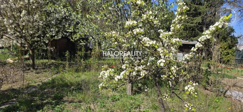 Blooming trees in the gardens of Galanta with lush vegetation and a blue sky.