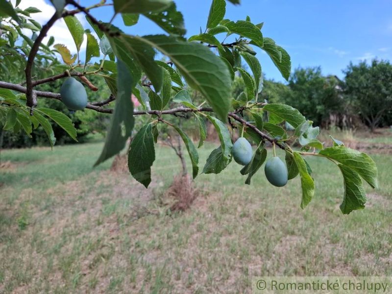 A branch of a plum tree with ripe fruits in the gardens of Moča on a sunny day.