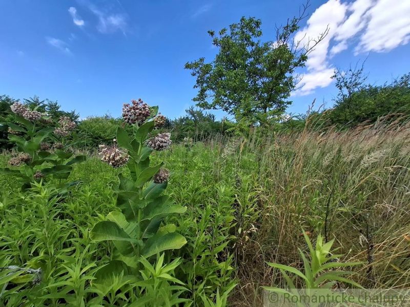 Blooming plants and tall grass in the gardens of Moča under the blue sky.