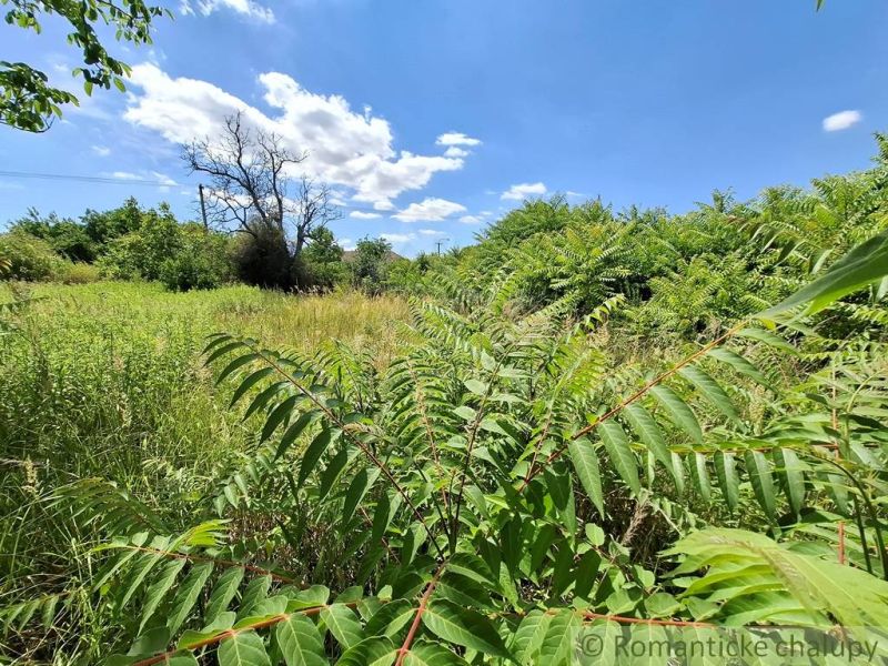 Beautiful greenery in the gardens of Moča under the blue sky with clouds.