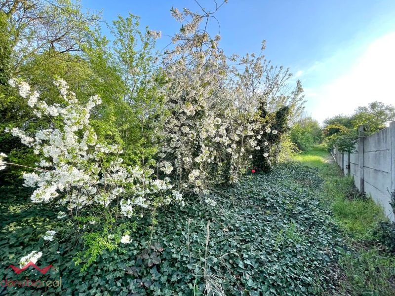 Blooming trees and vines by the fence in the garden of a family house in Dulovce.