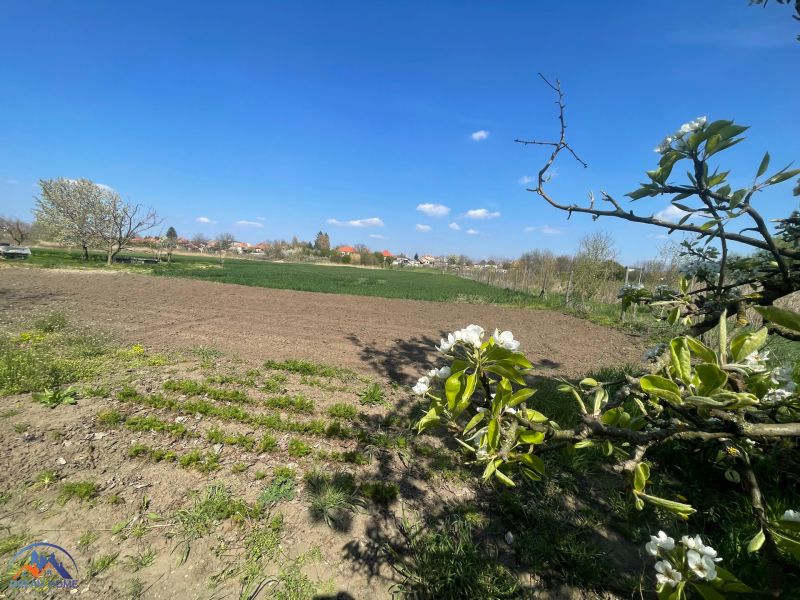 The garden of a family house in Bátorove Kosihy with blossoming trees and plowed land under a blue sky.