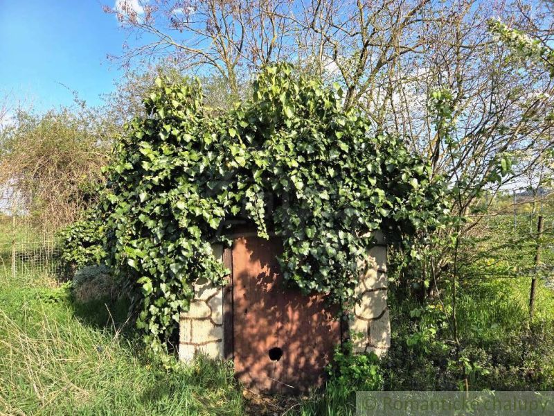 An old cottage in Šahy covered with climbing plants, trees, and lush green grass.