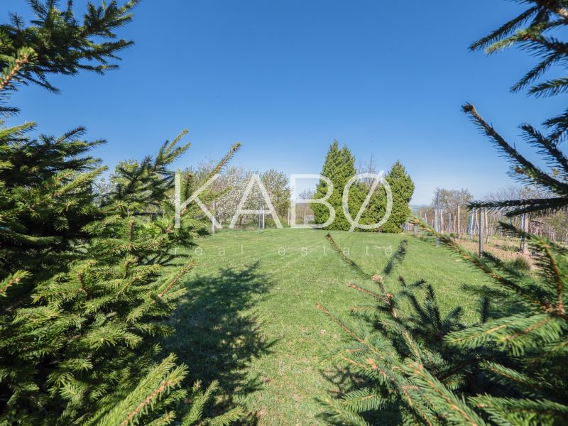 In Nitra, there is a cottage surrounded by a green lawn and coniferous trees.