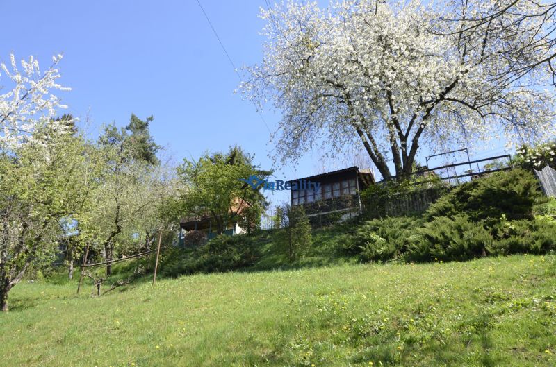 Blooming trees in the garden in Zvolen in spring under the blue sky.