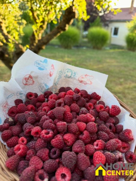 A basket of raspberries in the gardens in Chotín on Pri stanici street under sunny weather.