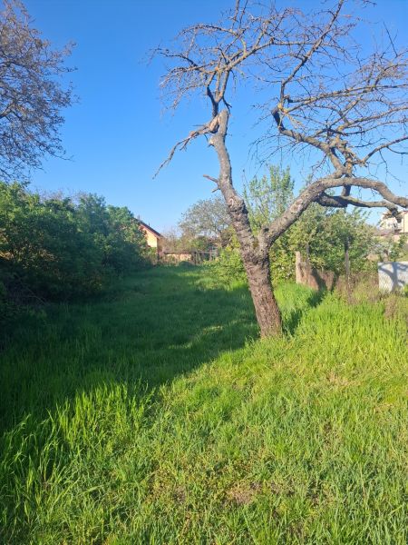A family house in Tvrdošovce with a large garden and an old tree.