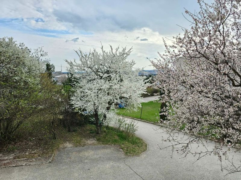 Blooming trees on Jelenecká Street in Nitra, surrounded by greenery and a sidewalk.