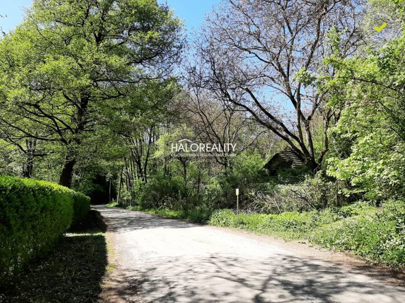 The path in the shade of trees leads through the gardens in Hubina, surrounded by lush vegetation.
