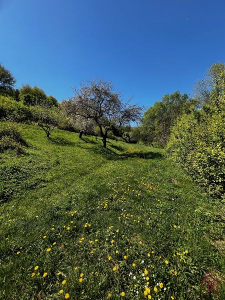 Blooming trees in the green gardens of Kendice under a clear blue sky.