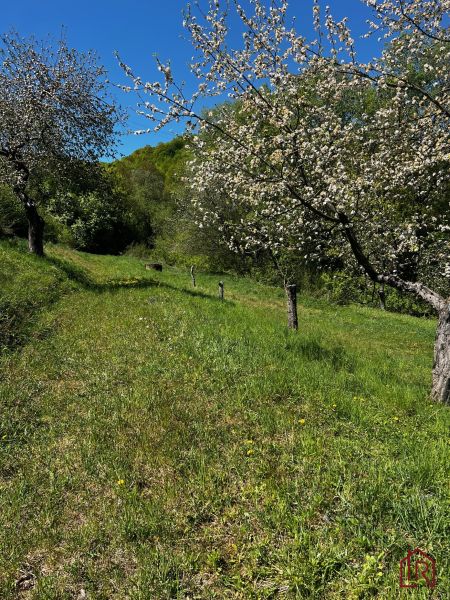 Blooming trees in the gardens in Kendice under the blue sky.