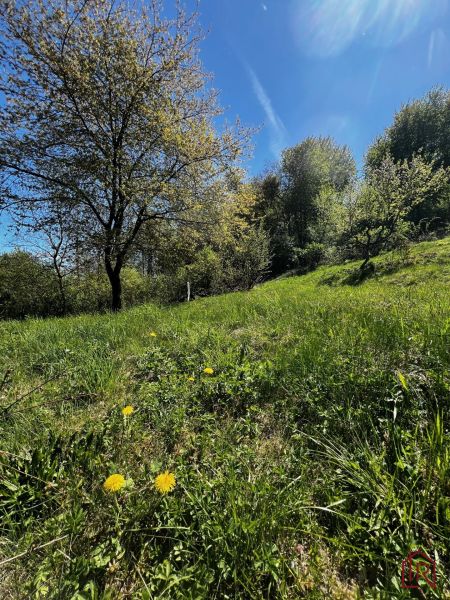 Gardens in Kendice with blooming dandelions and trees under the blue sky.